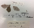  (Pseudowintera insperata - NZANG042)  @11 [ ] Copyright (2016) CEC Gemmill University of Waikato