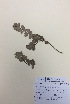  (Haloragis - NZANG046)  @11 [ ] Copyright (2016) CEC Gemmill University of Waikato
