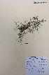  (Gonocarpus micranthus - NZANG048)  @11 [ ] Copyright (2016) CEC Gemmill University of Waikato