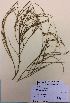  ( - NZANG079)  @11 [ ] Copyright (2016) Chrissen EC Gemmill University of Waikato