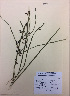  ( - NZANG080)  @11 [ ] Copyright (2016) Chrissen EC Gemmill University of Waikato