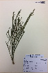  (Carmichaelia australis - NZANG081)  @11 [ ] Copyright (2016) Chrissen EC Gemmill University of Waikato