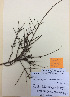  (Melicytus angustifolius - NZANG101)  @11 [ ] Copyright (2016) Chrissen EC Gemmill University of Waikato