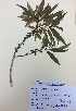 (Melicytus lanceolatus - NZANG103)  @11 [ ] Copyright (2016) Chrissen EC Gemmill University of Waikato