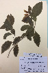  (Melicytus latifolius - NZANG105)  @11 [ ] Copyright (2016) Chrissen EC Gemmill University of Waikato