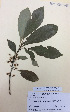  (Melicytus macrophyllus - NZANG106)  @11 [ ] Copyright (2016) Chrissen EC Gemmill University of Waikato