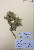 (Melicytus aff. obovatus - NZANG109)  @11 [ ] Copyright (2016) Chrissen EC Gemmill University of Waikato