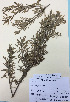  (Melicytus sp - NZANG111)  @11 [ ] Copyright (2016) Chrissen EC Gemmill University of Waikato