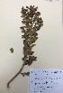 (Melicytus obovatus - NZANG114)  @11 [ ] Copyright (2016) Chrissen EC Gemmill University of Waikato