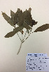 (Melicytus ramiflorus x novae-zelandiae - NZANG116)  @11 [ ] Copyright (2016) Chrissen EC Gemmill University of Waikato