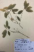  (Melicytus ramiflorus x micranthus - NZANG118)  @11 [ ] Copyright (2016) Chrissen EC Gemmill University of Waikato