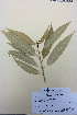  (Melicytus ramiflorus x lanceolatus - NZANG119)  @11 [ ] Copyright (2016) Chrissen EC Gemmill University of Waikato
