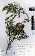  (Leptospermum scoparium var. incanum - NZANG124)  @11 [ ] Copyright (2016) Allan Herbarium, Landcare Research Lincoln, New Zealand Allan Herbarium, Landcare Research Lincoln, New Zealand
