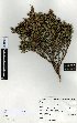  (Leptospermum scoparium - NZANG125)  @11 [ ] Copyright (2016) Allan Herbarium, Landcare Research Lincoln, New Zealand Allan Herbarium, Landcare Research Lincoln, New Zealand