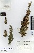  (Leptospermum variabile - NZANG126)  @11 [ ] Copyright (2016) Allan Herbarium, Landcare Research Lincoln, New Zealand Allan Herbarium, Landcare Research Lincoln, New Zealand