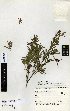  (Leptospermum spectabile - NZANG127)  @11 [ ] Copyright (2016) Allan Herbarium, Landcare Research Lincoln, New Zealand Allan Herbarium, Landcare Research Lincoln, New Zealand