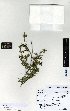  (Leptospermum polygalifolium - NZANG128)  @11 [ ] Copyright (2016) Allan Herbarium, Landcare Research Lincoln, New Zealand Allan Herbarium, Landcare Research Lincoln, New Zealand