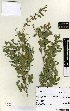  ( - NZANG130)  @11 [ ] Copyright (2016) Allan Herbarium, Landcare Research Lincoln, New Zealand Allan Herbarium, Landcare Research Lincoln, New Zealand