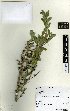  ( - NZANG130)  @11 [ ] Copyright (2016) Allan Herbarium, Landcare Research Lincoln, New Zealand Allan Herbarium, Landcare Research Lincoln, New Zealand