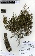  (Kunzea - NZANG131)  @11 [ ] Copyright (2016) Allan Herbarium, Landcare Research Lincoln, New Zealand Allan Herbarium, Landcare Research Lincoln, New Zealand