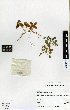  (Montigena - NZANG132)  @11 [ ] Copyright (2016) Allan Herbarium, Landcare Research Lincoln, New Zealand Allan Herbarium, Landcare Research Lincoln, New Zealand
