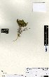  (Carmichaelia - NZANG133)  @11 [ ] Copyright (2016) Allan Herbarium, Landcare Research Lincoln, New Zealand Allan Herbarium, Landcare Research Lincoln, New Zealand