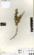  (Carmichaelia crassicaulis ssp. crassicaulis - NZANG134)  @11 [ ] Copyright (2016) Allan Herbarium, Landcare Research Lincoln, New Zealand Allan Herbarium, Landcare Research Lincoln, New Zealand