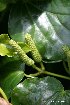  ( - NZANG164)  @11 [ ] Copyright (2019) Chrissen EC Gemmill University fo Waikato