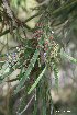  ( - NZANG171)  @11 [ ] Copyright (2026) Chrissen EC Gemmill University fo Waikato
