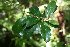  (Planchonella costata - NZANG176)  @11 [ ] Copyright (2031) Chrissen EC Gemmill University fo Waikato
