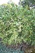  (Carmichaelia australis - NZANG179)  @11 [ ] Copyright (2034) Chrissen EC Gemmill University fo Waikato