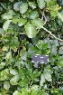  (Tecomanthe - NZANG197)  @11 [ ] Copyright (2052) Chrissen EC Gemmill University fo Waikato