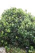  (Nestegis - NZANG199)  @11 [ ] Copyright (2054) Chrissen EC Gemmill University fo Waikato