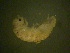 ( - LIM23)  @12 [ ] Copyright (2013) Ian Hogg University of Waikato