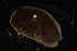  ( - PIL01)  @12 [ ] Copyright (2013) Ian Hogg University of Waikato