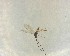  ( - NZAC03030572)  @11 [ ] No Rights Reserved (2022) Unspecified Landcare Research, New Zealand Arthropod Collection