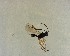  ( - NZAC03035481)  @11 [ ] No Rights Reserved (2022) Unspecified Landcare Research, New Zealand Arthropod Collection