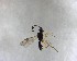  ( - NZAC03035503)  @11 [ ] No Rights Reserved (2022) Unspecified Landcare Research, New Zealand Arthropod Collection