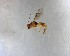 ( - NZAC03035510)  @11 [ ] No Rights Reserved (2022) Unspecified Landcare Research, New Zealand Arthropod Collection