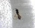  ( - NZAC03035512)  @11 [ ] No Rights Reserved (2022) Unspecified Landcare Research, New Zealand Arthropod Collection