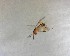  ( - NZAC03035516)  @11 [ ] No Rights Reserved (2022) Unspecified Landcare Research, New Zealand Arthropod Collection