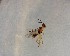  ( - NZAC03035520)  @11 [ ] No Rights Reserved (2022) Unspecified Landcare Research, New Zealand Arthropod Collection