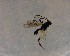  ( - NZAC03035534)  @11 [ ] No Rights Reserved (2022) Unspecified Landcare Research, New Zealand Arthropod Collection