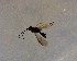  (Ascogaster vexator - NZAC03035535)  @11 [ ] No Rights Reserved (2022) Unspecified Landcare Research, New Zealand Arthropod Collection