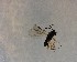  ( - NZAC03035536)  @11 [ ] No Rights Reserved (2022) Unspecified Landcare Research, New Zealand Arthropod Collection
