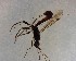  (Siragrini - NZAC03035538)  @11 [ ] No Rights Reserved (2022) Unspecified Landcare Research, New Zealand Arthropod Collection