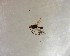  ( - NZAC03035582)  @11 [ ] No Rights Reserved (2022) Unspecified Landcare Research, New Zealand Arthropod Collection