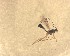  ( - NZAC03035594)  @11 [ ] No Rights Reserved (2022) Unspecified Landcare Research, New Zealand Arthropod Collection