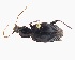  (Ctenognathus bidens - NZAC04165719)  @11 [ ] CreativeCommons  Attribution (by) (2018) Unspecified Landcare Research, Auckland