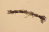  ( - NZGDW0200)  @11 [ ] Copyright (2027) Stacey Meyer University of Waikato